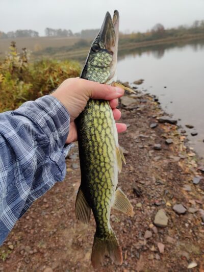 State Game Lands Number 133 - Trout Run, PA