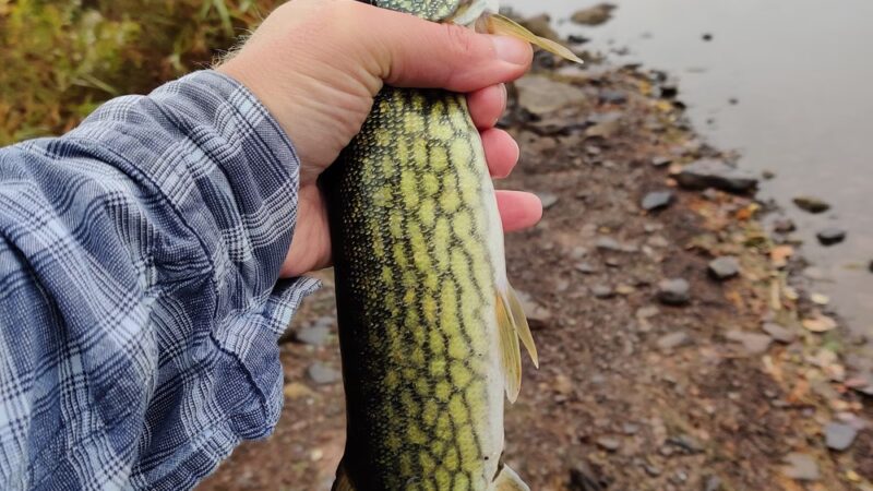 State Game Lands Number 133 - Trout Run, PA