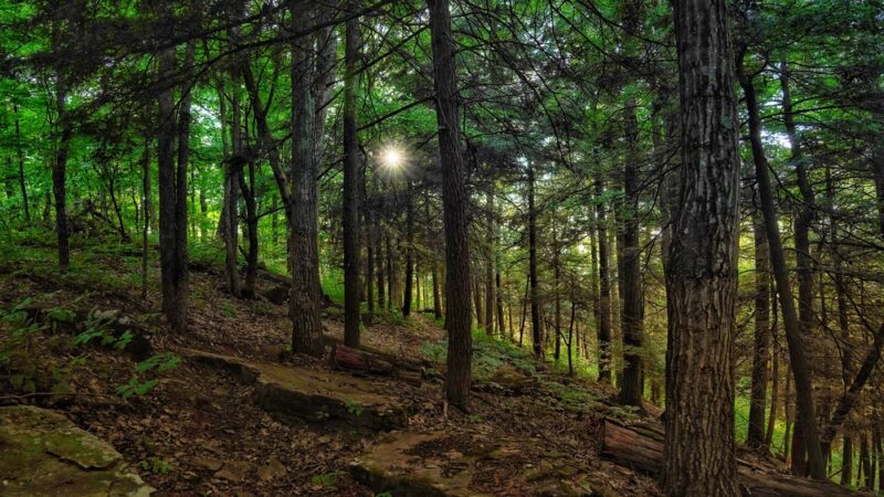 Mt. Pisgah County Park - Troy, PA