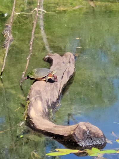Jacksonville Community Park - Trumansburg, NY