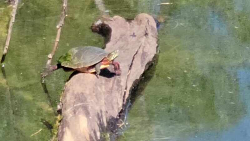 Jacksonville Community Park - Trumansburg, NY