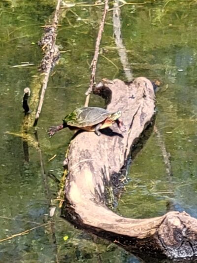 Jacksonville Community Park - Trumansburg, NY