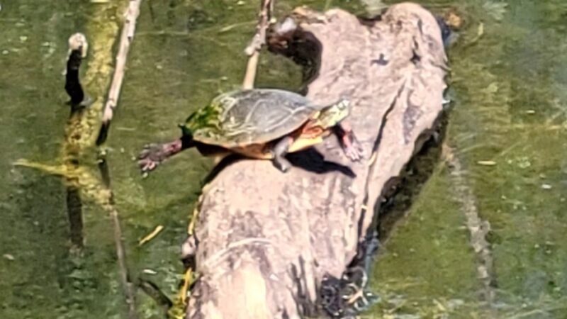 Jacksonville Community Park - Trumansburg, NY