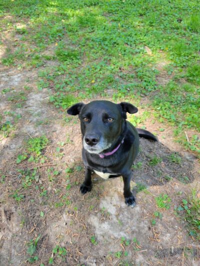 Brockett Bark Park (PRIVATE) - Tucker, GA