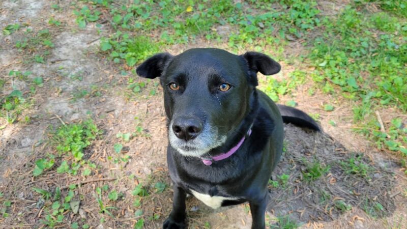 Brockett Bark Park (PRIVATE) - Tucker, GA