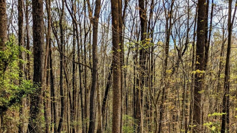 Henderson Park Dog Park - Tucker, GA