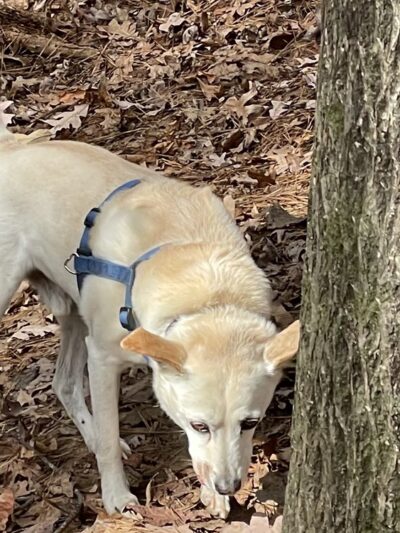Henderson Park Dog Park - Tucker, GA