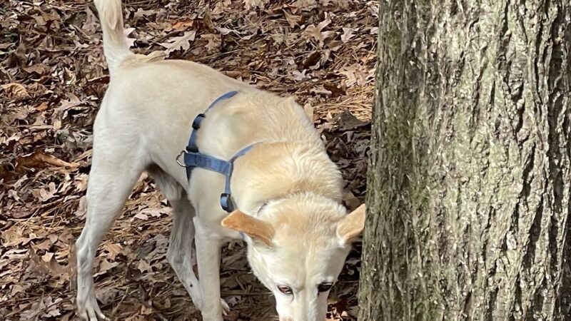 Henderson Park Dog Park - Tucker, GA