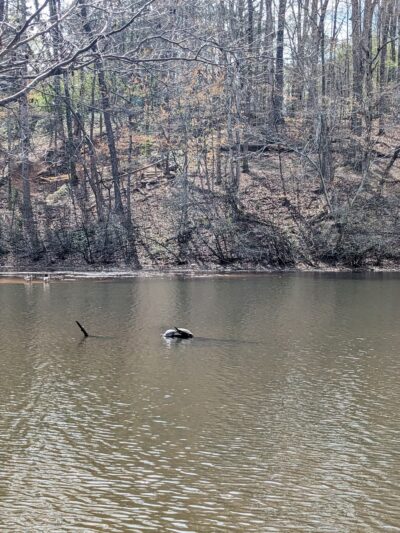 Henderson Park Dog Park - Tucker, GA