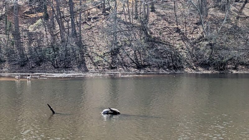 Henderson Park Dog Park - Tucker, GA