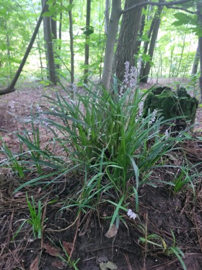 Henderson Park Dog Park - Tucker, GA