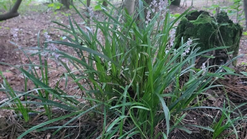 Henderson Park Dog Park - Tucker, GA