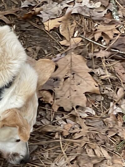 Henderson Park Dog Park - Tucker, GA