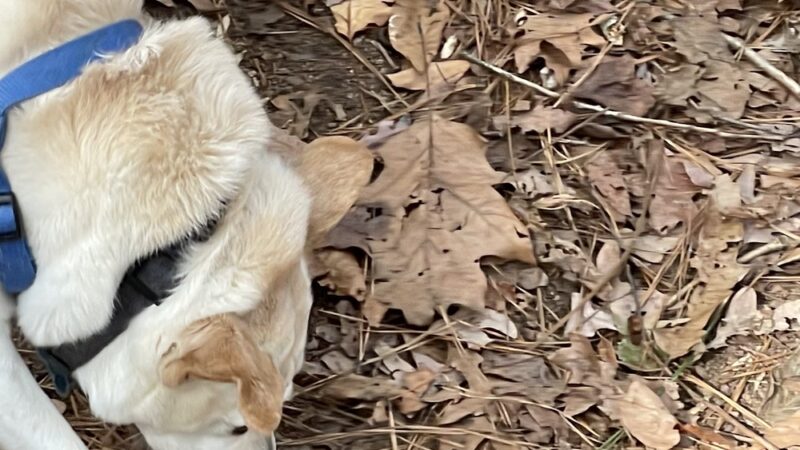 Henderson Park Dog Park - Tucker, GA