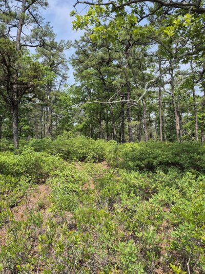 Batona Trail Southern Trailhead - Tuckerton, NJ