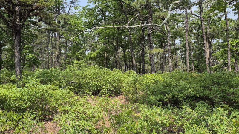 Batona Trail Southern Trailhead - Tuckerton, NJ