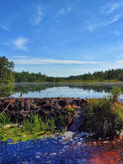 Batona Trail Southern Trailhead - Tuckerton, NJ