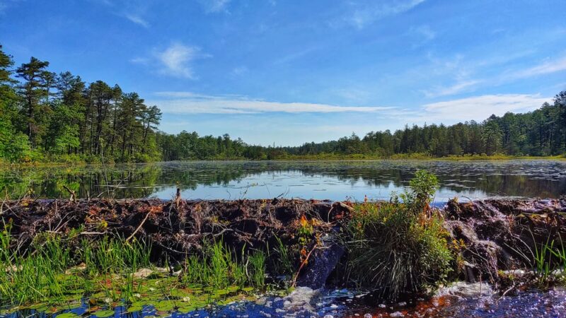 Batona Trail Southern Trailhead - Tuckerton, NJ