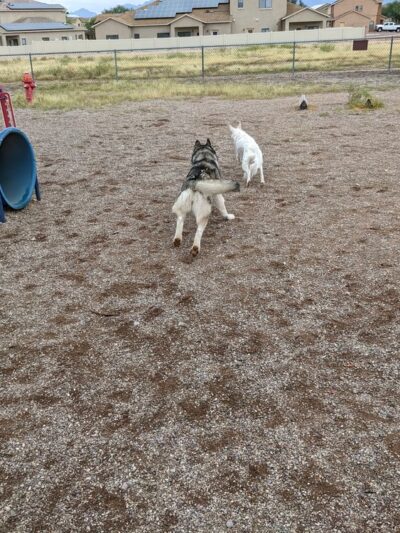 Agave Gulch FamCamp Dog Park - Tucson, AZ
