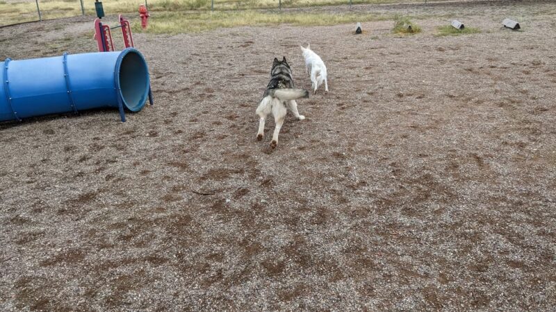 Agave Gulch FamCamp Dog Park - Tucson, AZ