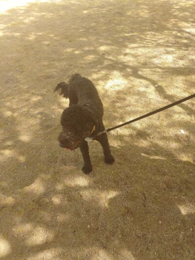 Ann Day Community Park - Tucson, AZ