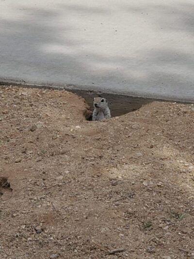 Ann Day Community Park - Tucson, AZ