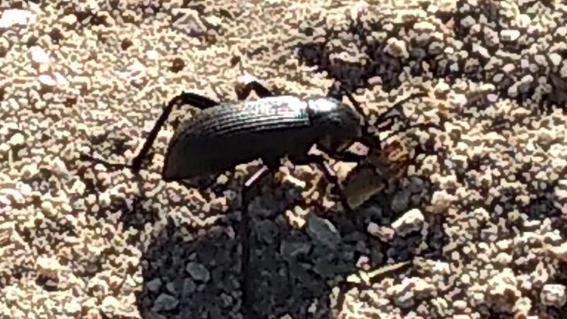 Catalina Neighborhood Park and Recreation Center - Tucson, AZ