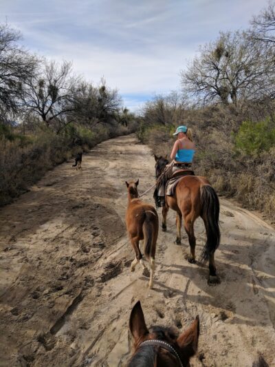 Catalina Regional Park - Tucson, AZ