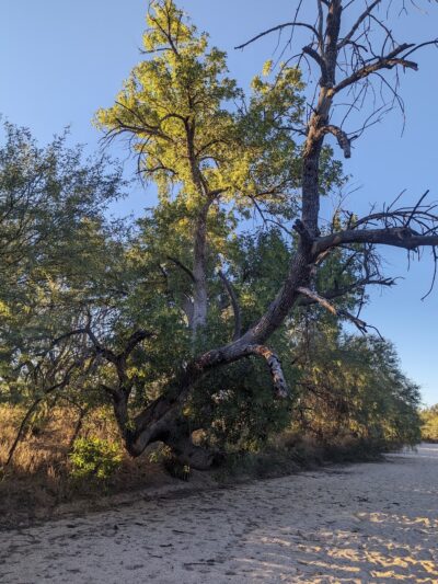 Catalina Regional Park - Tucson, AZ