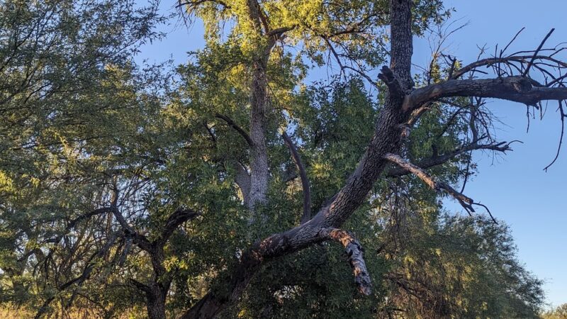Catalina Regional Park - Tucson, AZ