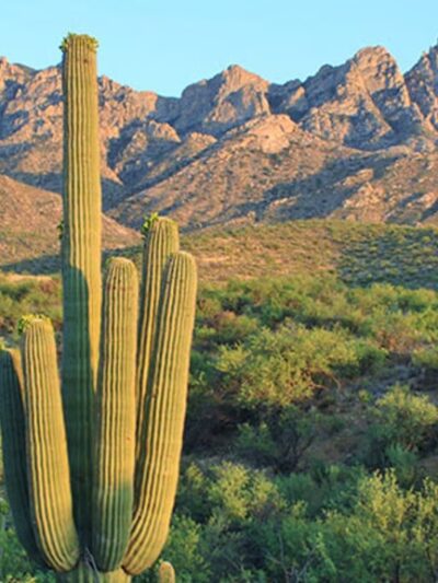 Catalina State Park - Tucson, AZ