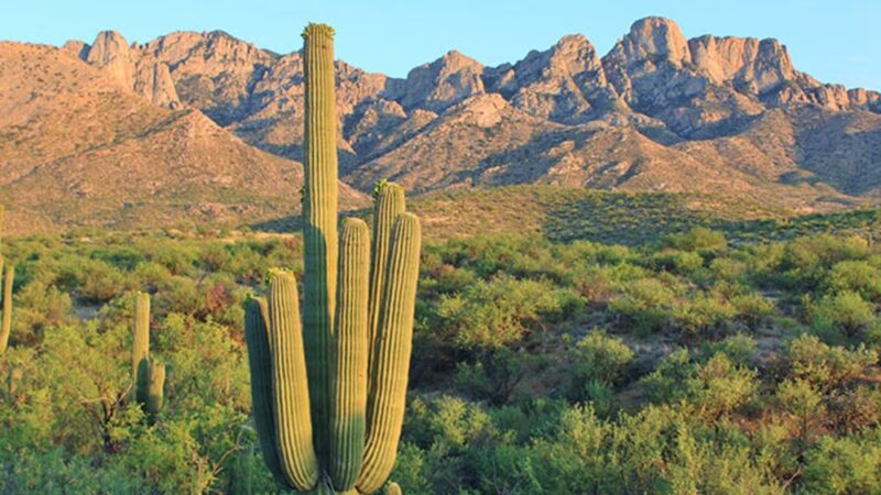 Catalina State Park - Tucson, AZ