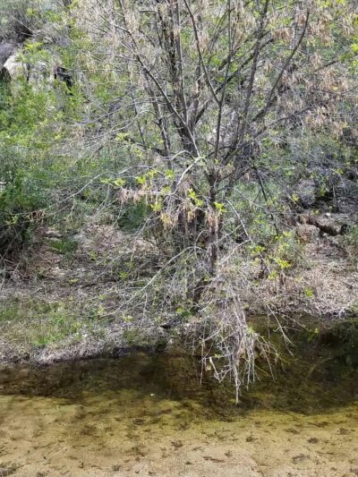 Catalina State Park - Tucson, AZ