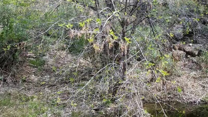 Catalina State Park - Tucson, AZ