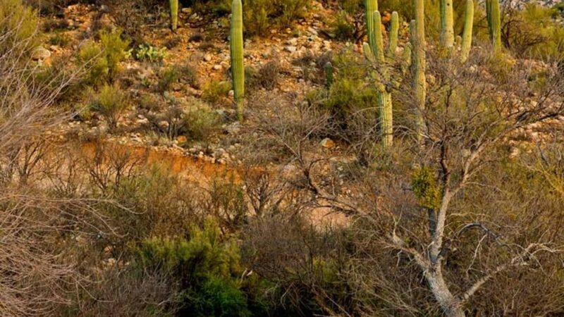 Catalina State Park - Tucson, AZ