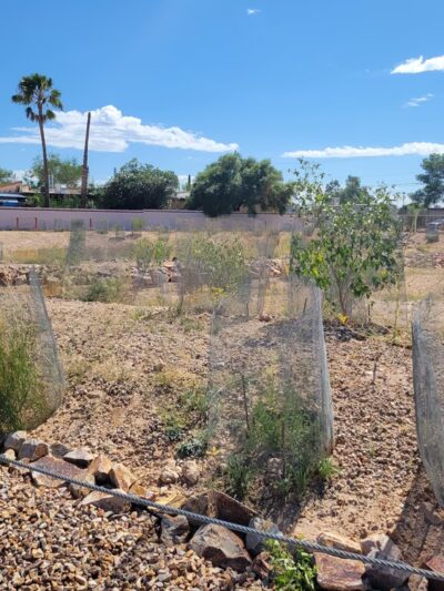Cherry Avenue Park - Tucson, AZ