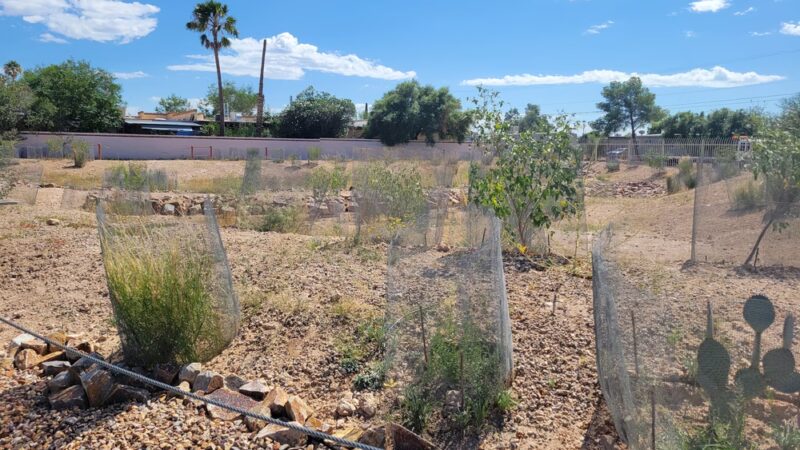 Cherry Avenue Park - Tucson, AZ