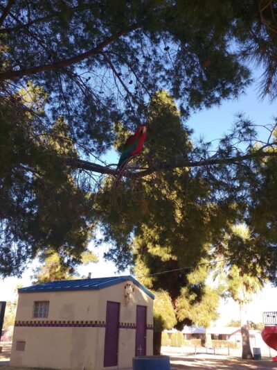 Conner Park - Tucson, AZ