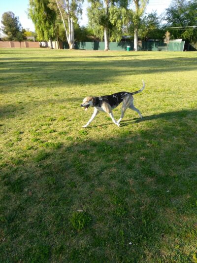 Conner Park - Tucson, AZ