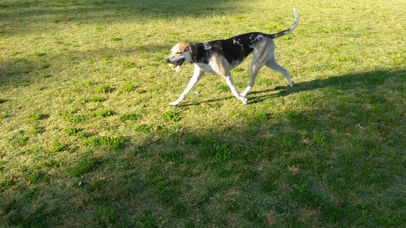 Conner Park - Tucson, AZ