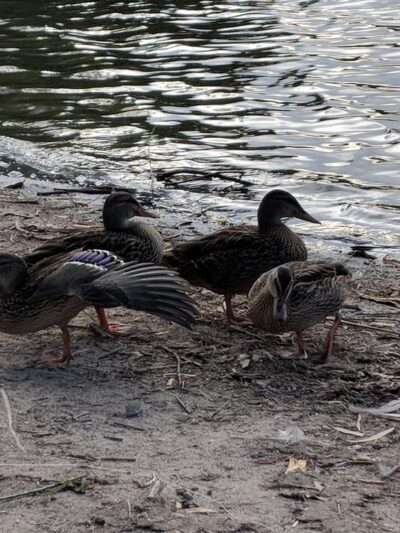 Danny Lopez Park - Tucson, AZ