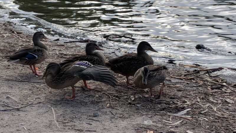 Danny Lopez Park - Tucson, AZ