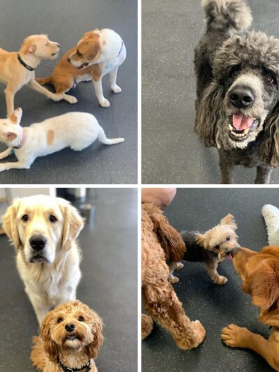 Dogs of Tucson - Tucson, AZ