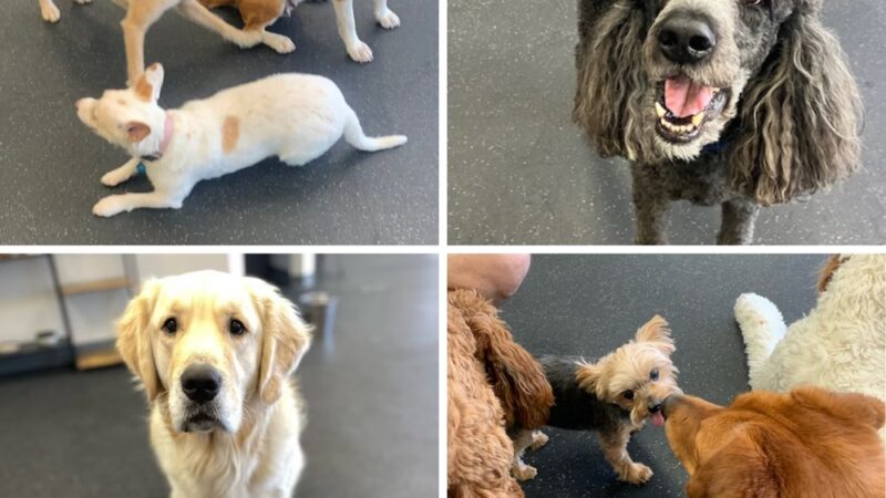 Dogs of Tucson - Tucson, AZ