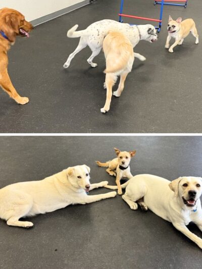 Dogs of Tucson - Tucson, AZ