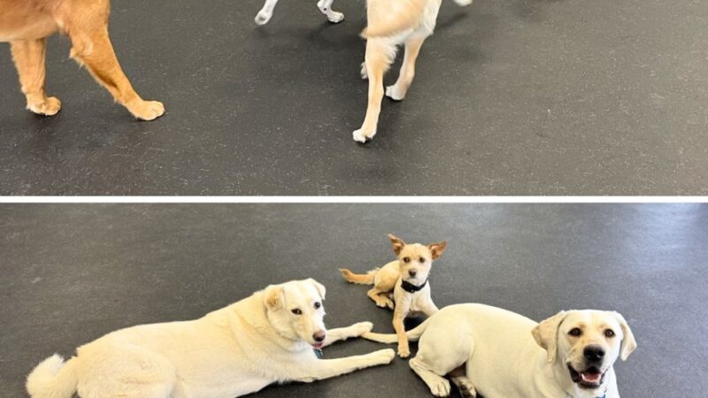 Dogs of Tucson - Tucson, AZ