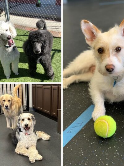 Dogs of Tucson - Tucson, AZ