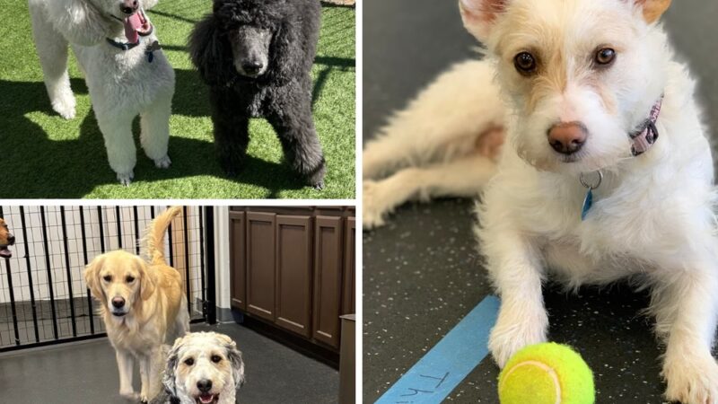 Dogs of Tucson - Tucson, AZ