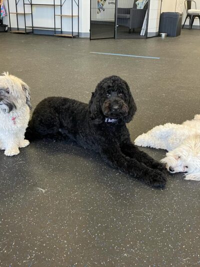 Dogs of Tucson - Tucson, AZ