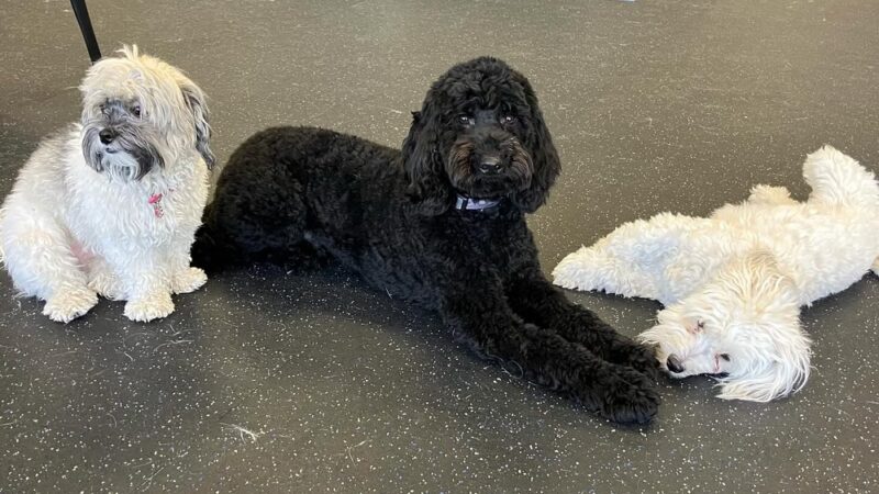 Dogs of Tucson - Tucson, AZ